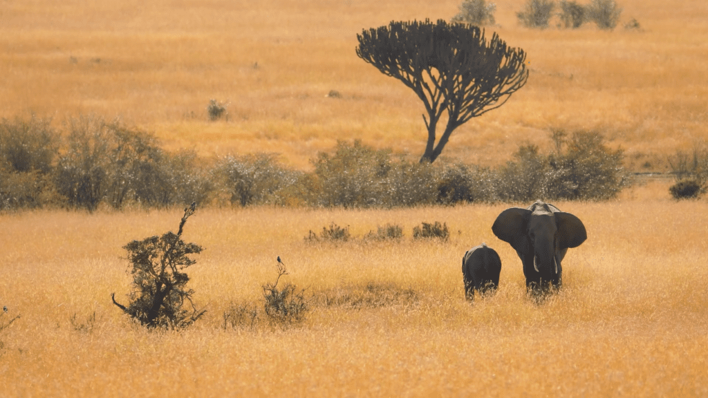 Elephants in The Wandering Investor how to obtain Kenyan Citizenship by Descent video São Tomé and Príncipe map pin