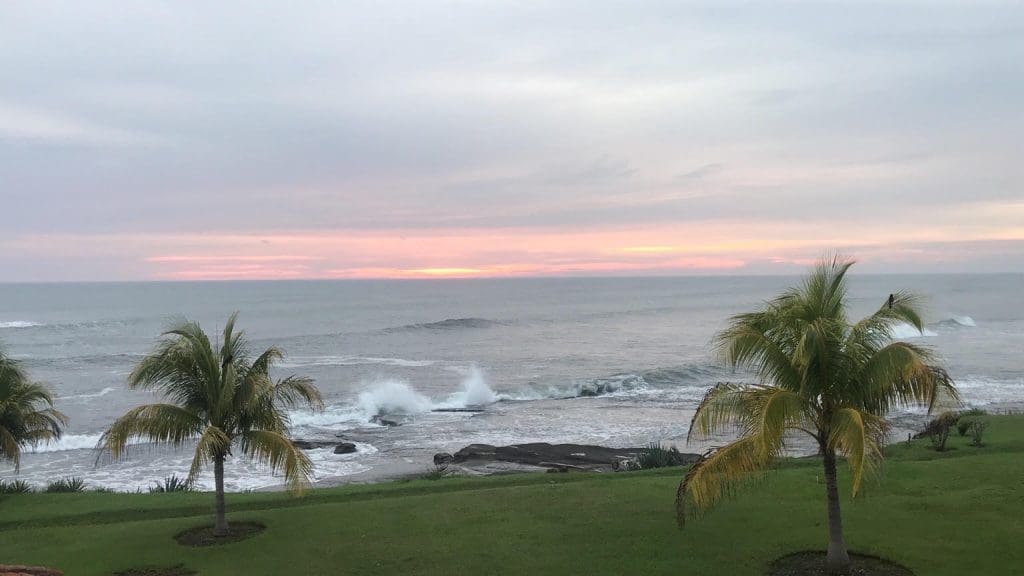 Sea view and palm trees