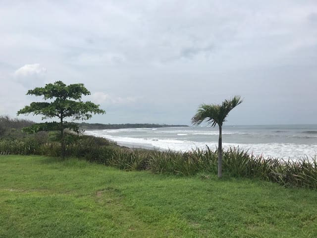 Palm tree on the wind
