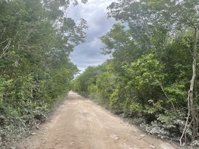 Road in the forest