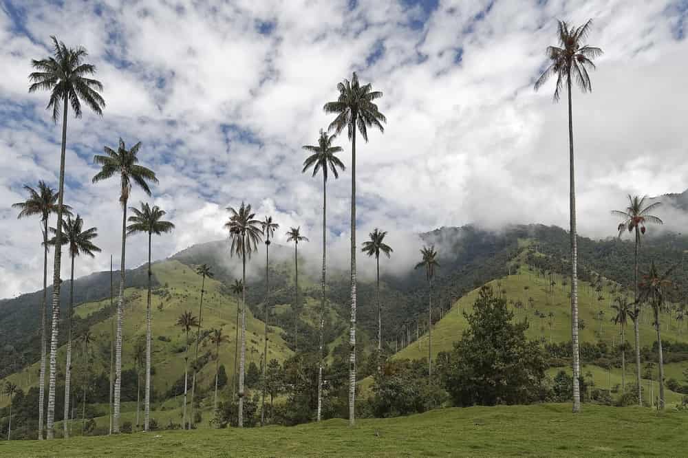 Webp.net-resizeimage-32 obtain residency in colombia