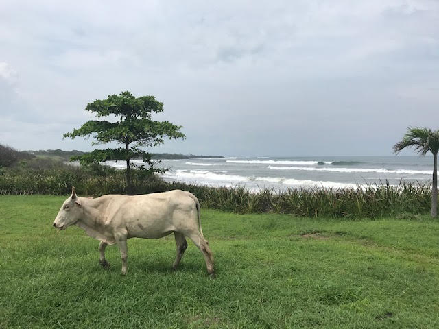 Sea view and a cow standing on the meadow