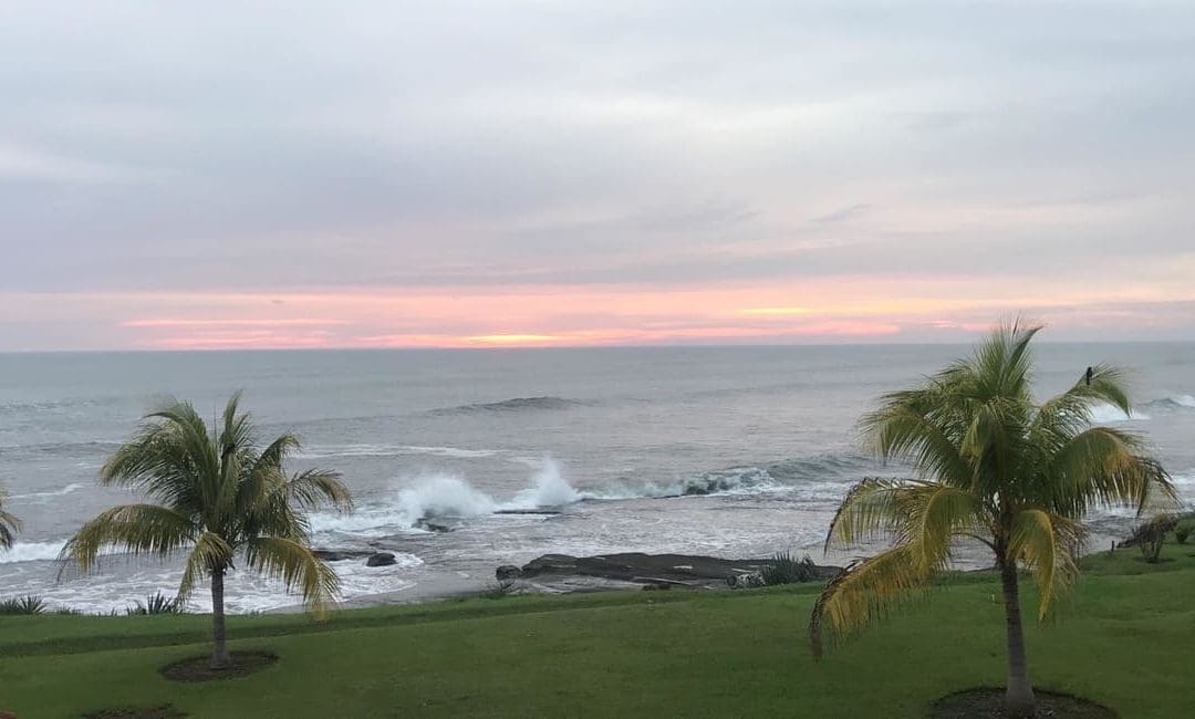 Sea view with palm trees