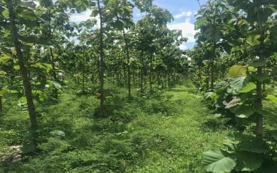 Investing in a Teak Wood Plantation, is it worth it?