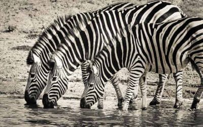 Investing in the Stock Market in Africa – with Tim Staermose